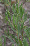 Bushy seaside tansy